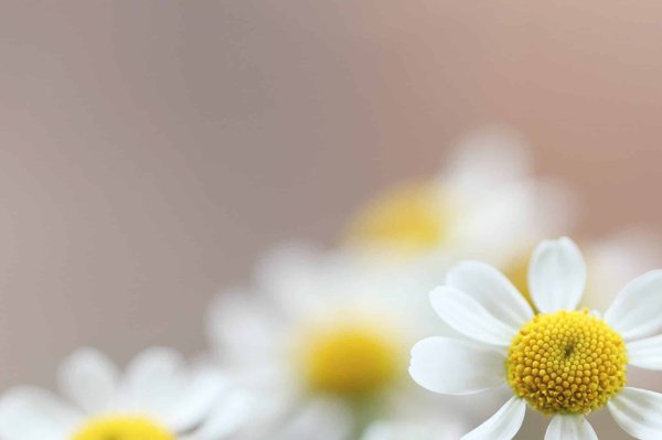 Créer une atmosphère apaisante : comment les plantes artificielles peuvent influencer le bien-être intérieur