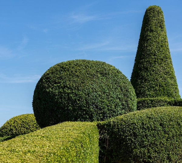 comment concevoir un jardin avec des arbustes à fleurs pour une explosion de couleurs