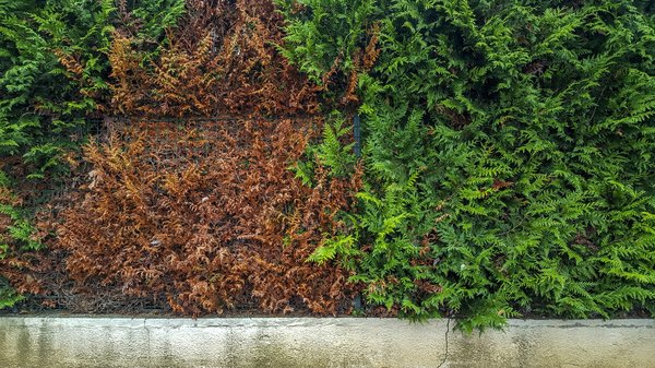 Quels sont les avantages de la haie artificielle ?