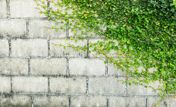 Le faux lierre pour le jardin : conseils d'application de l'accessoire